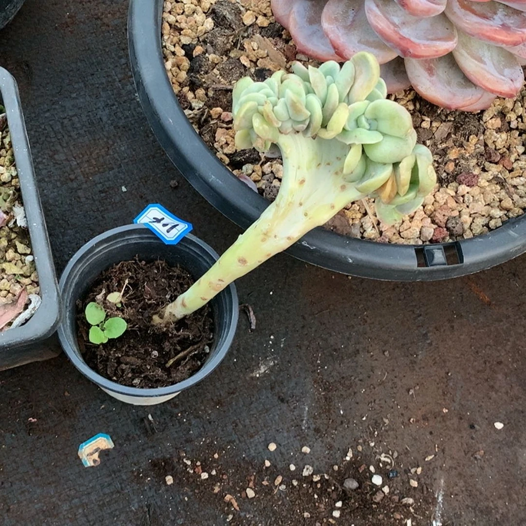 154 一物一拍多肉