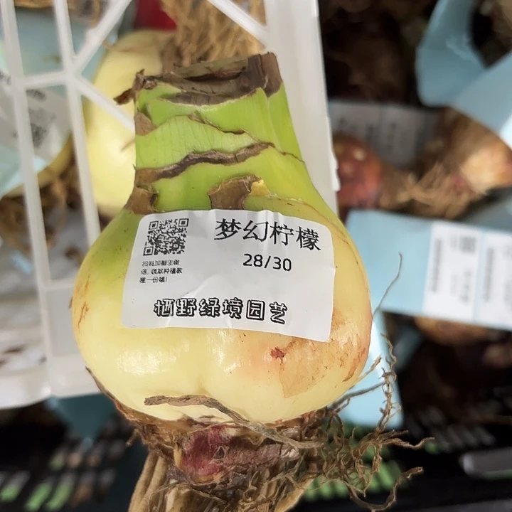 梦幻柠檬丑球8厘米左右包对版