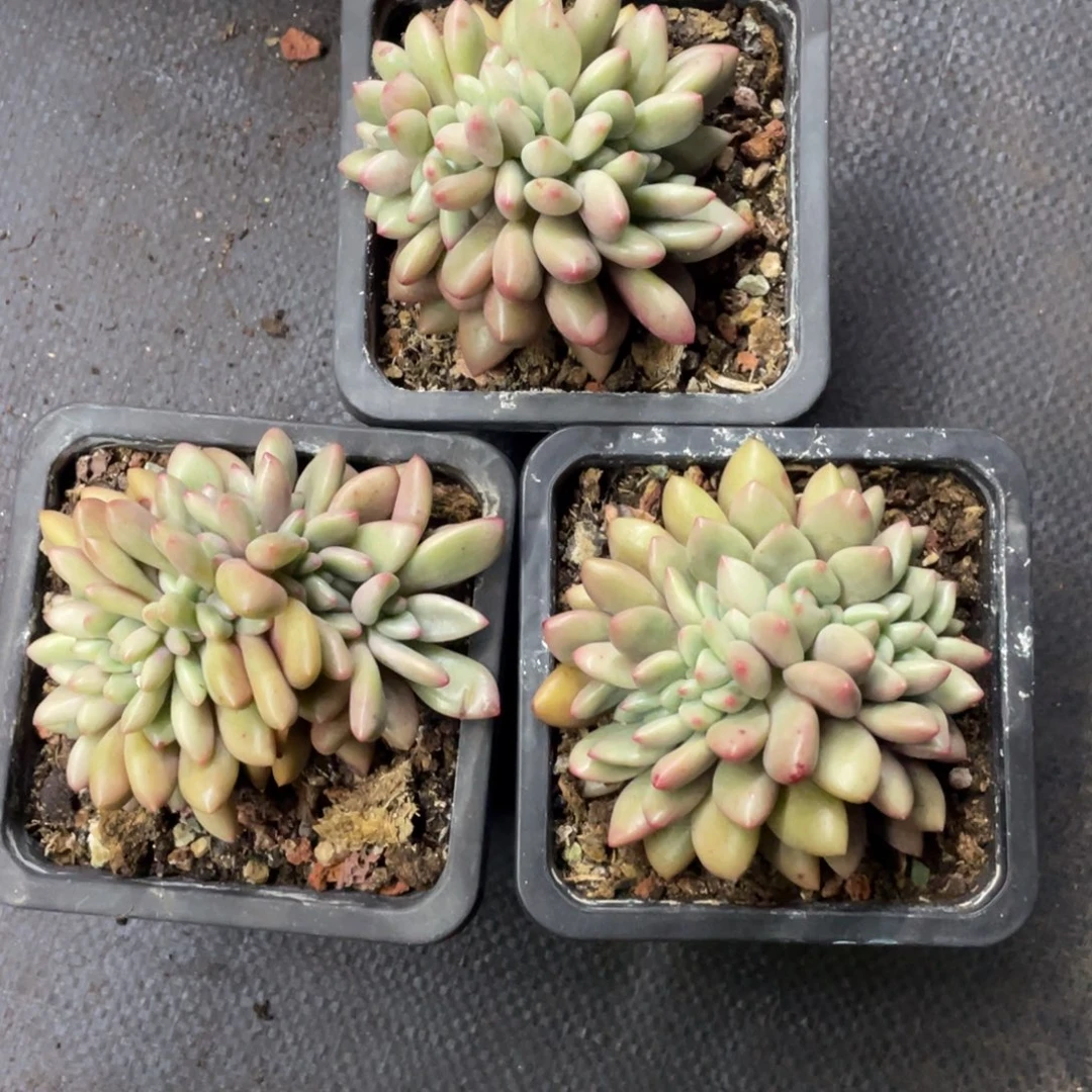 桃花源缀化三个一组有切