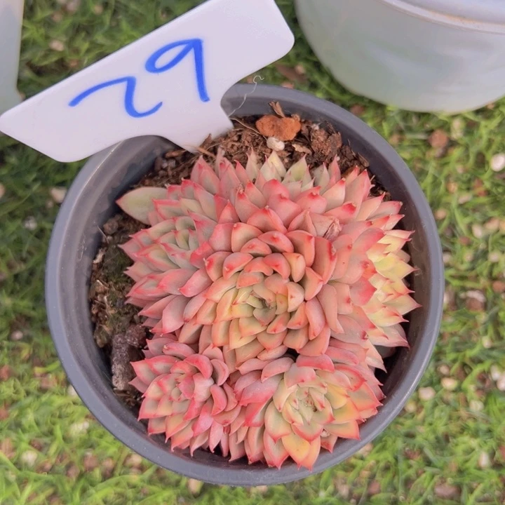 健健康康平平安安