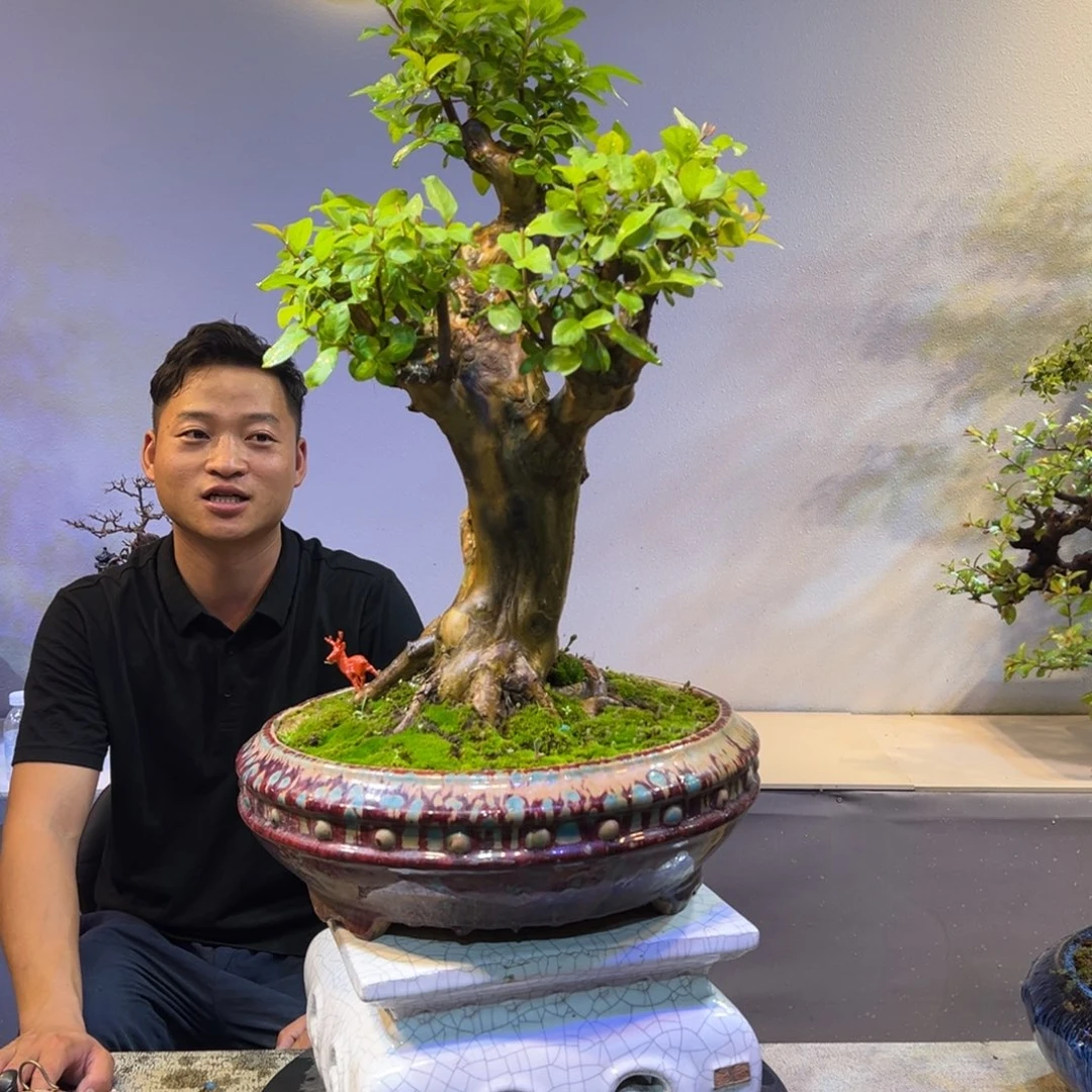 无花朵精品老桩红花紫薇