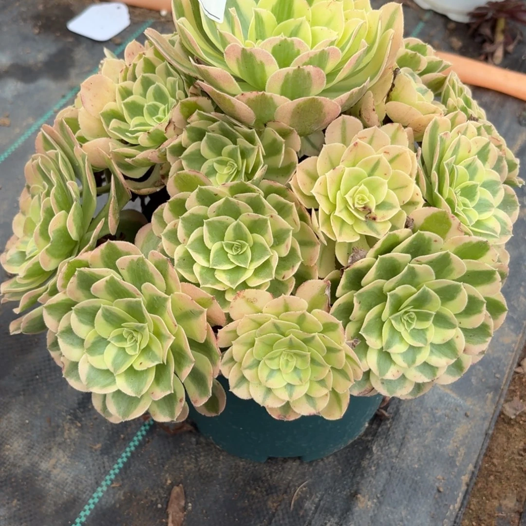 燕***）188粉雨芙蓉多肉植物发货