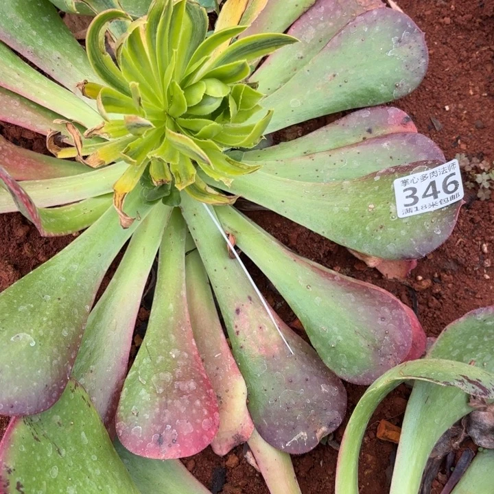 海*346虞姬掌心多肉法师锦不包侧枝断枝的