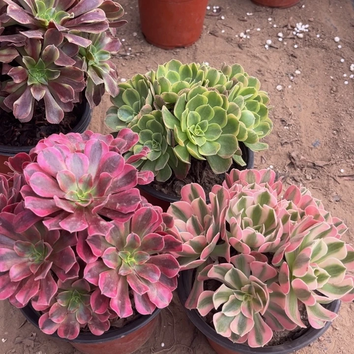 美杜莎奶白锦粉女巫