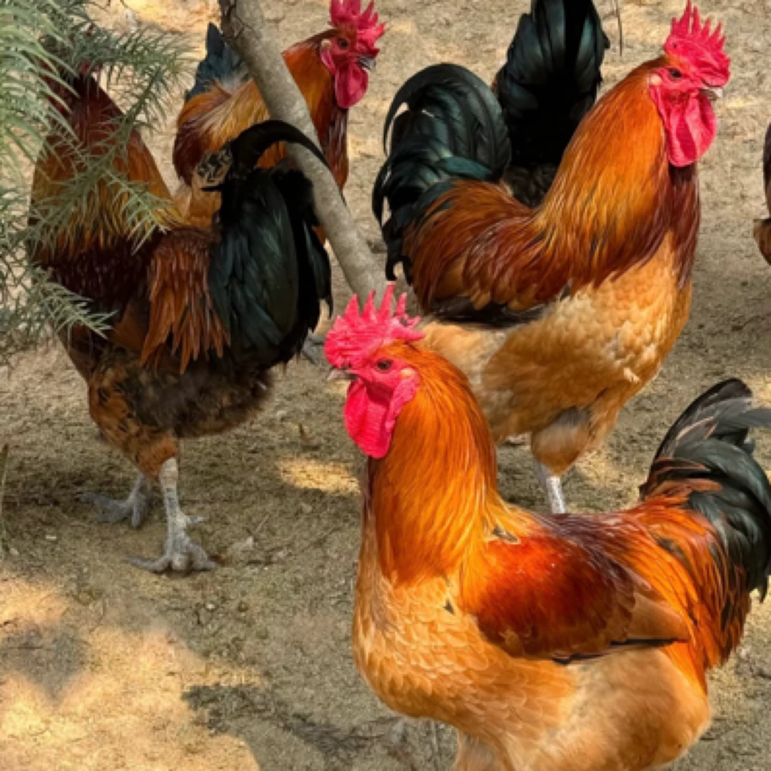 现杀散养一年公鸡五谷杂粮喂养肉质紧实