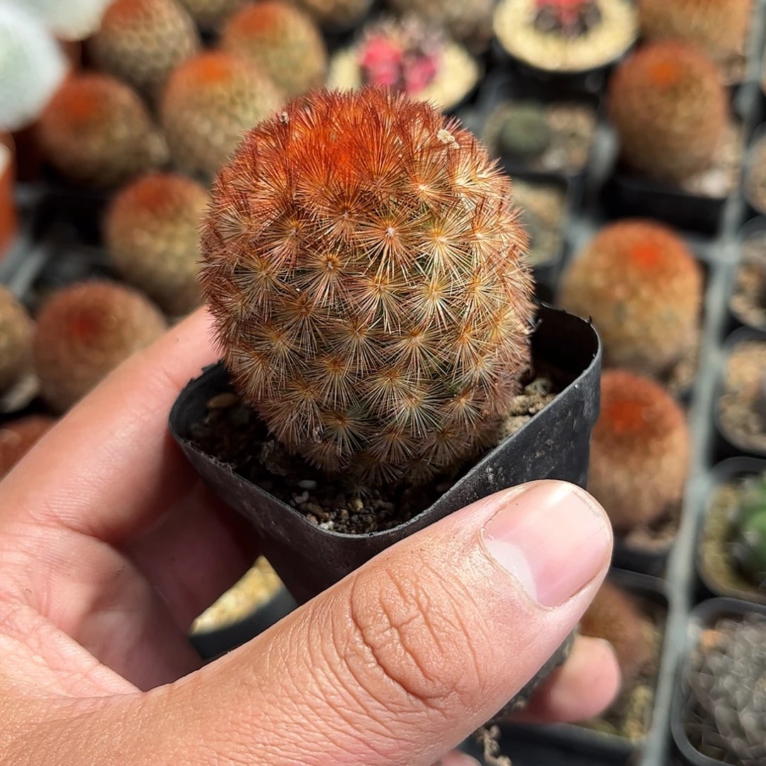 红刺嘉文丸单头发货单头发