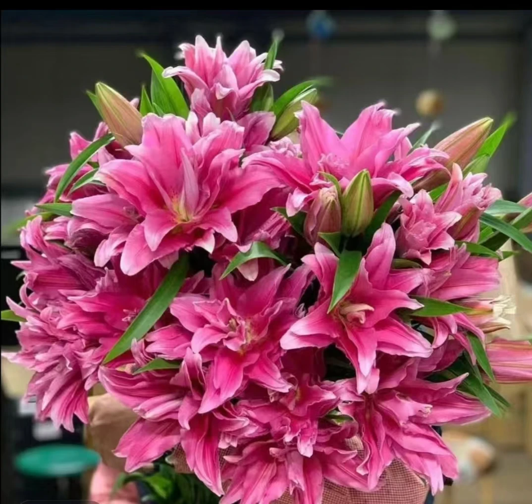 四季可种1颗《盲球福利》进口香水百合花球