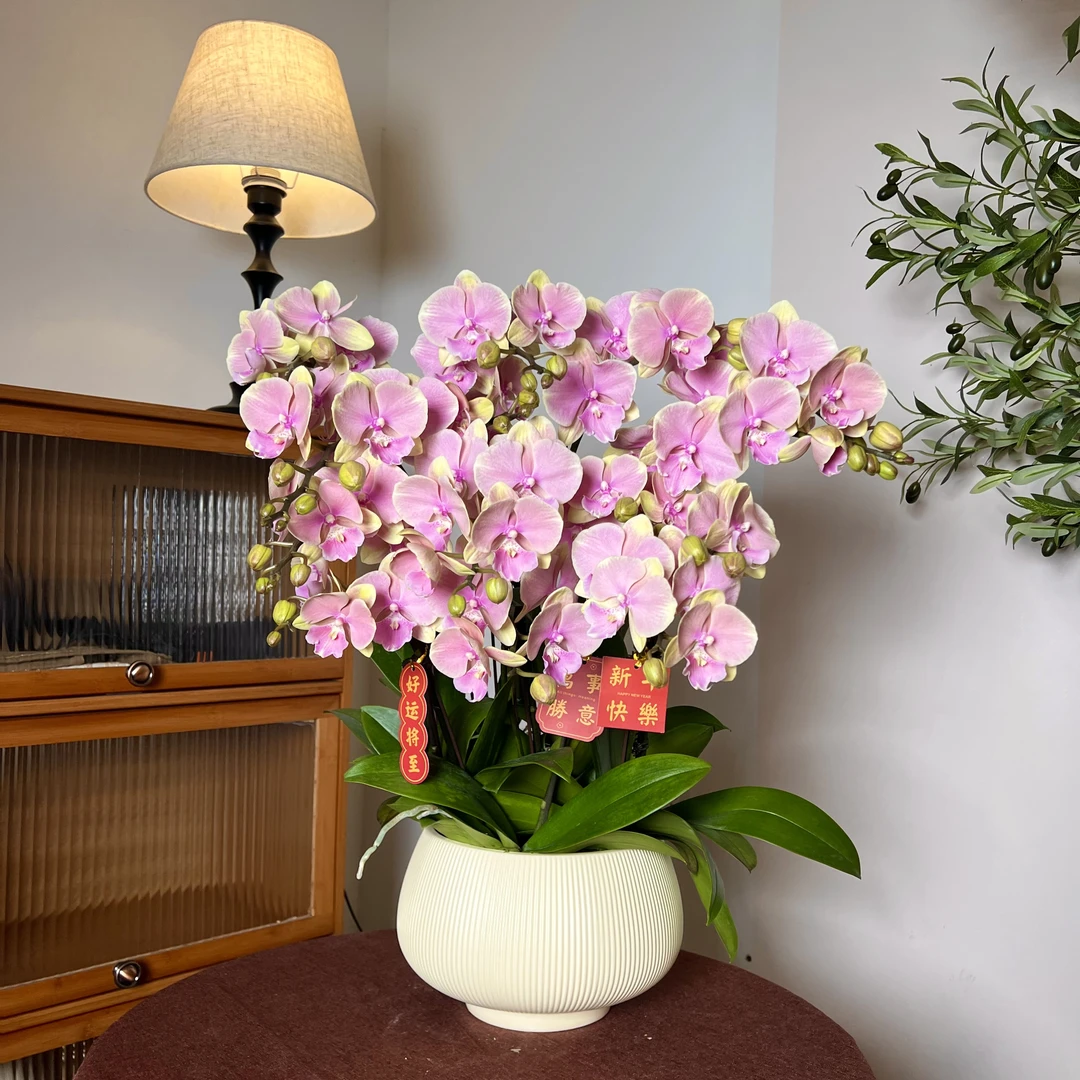 【芳美-蝴蝶兰】轻奢 中式 禅意 绿植盆栽 送礼装饰 年宵花