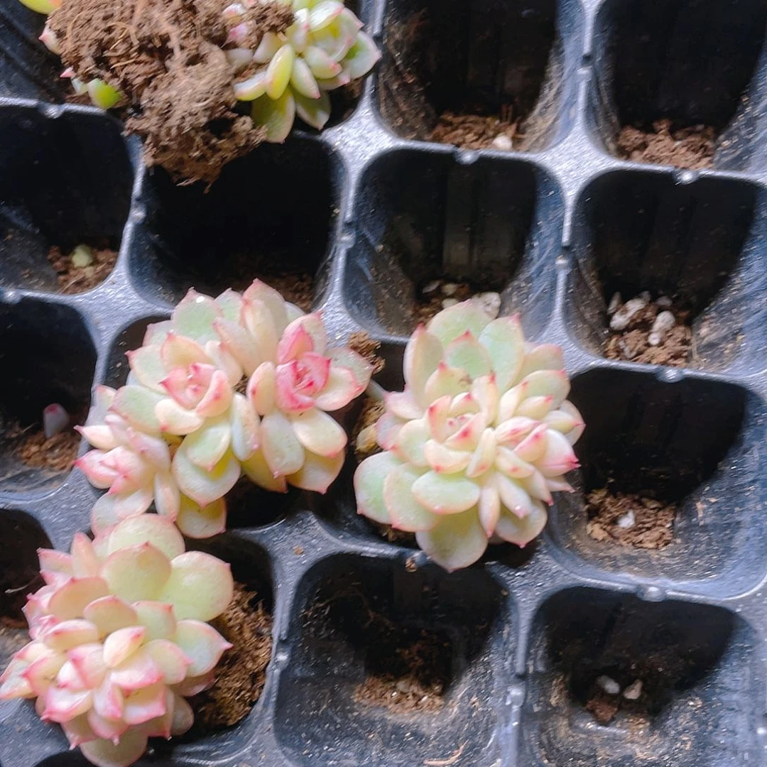 p***o三个玉笛群穴满25包邮