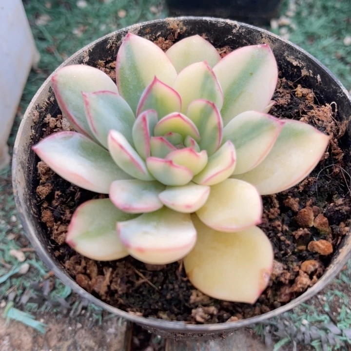 秋可园艺 荷花锦拉丝