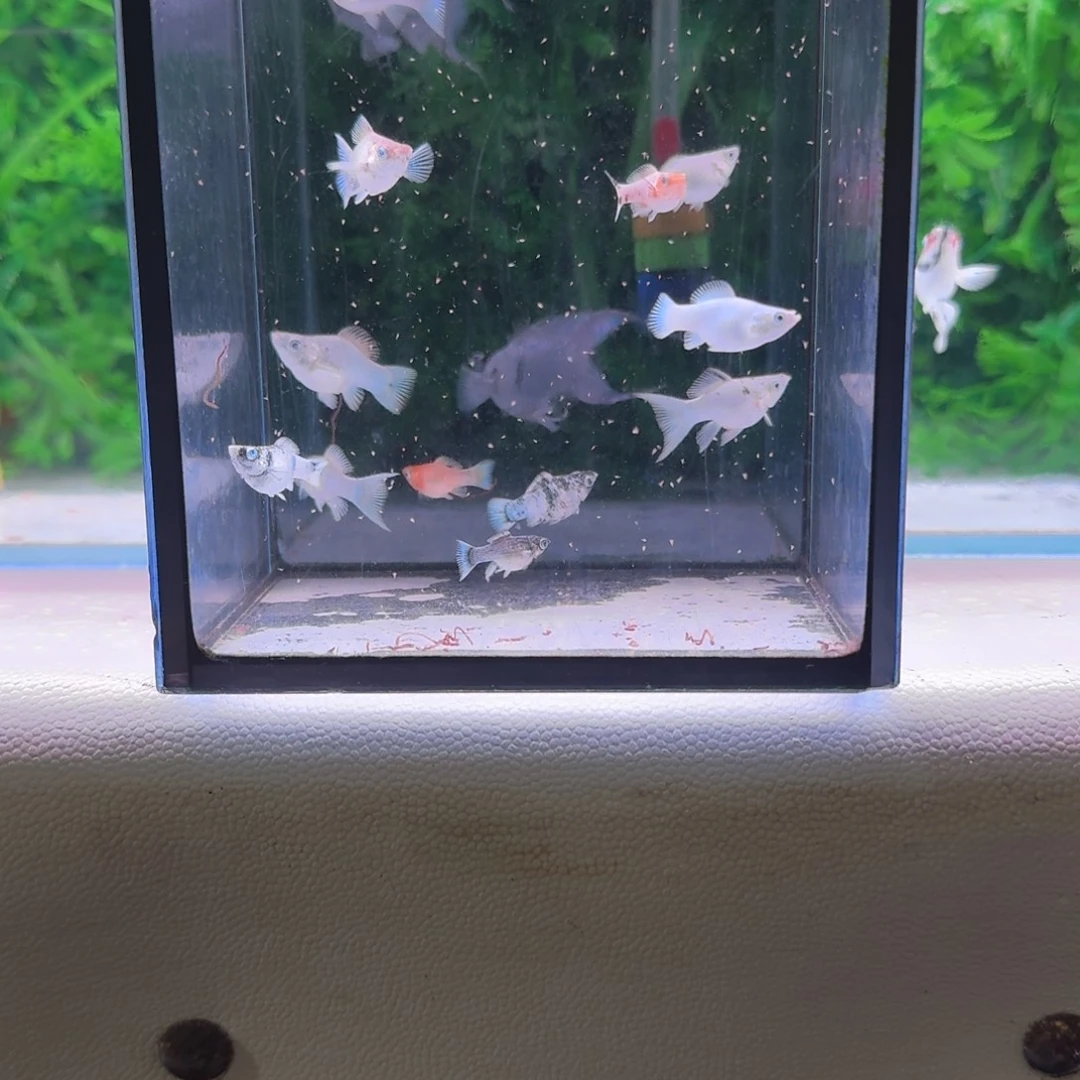 黑玛丽鱼75号玛丽全家福苗10+2备损