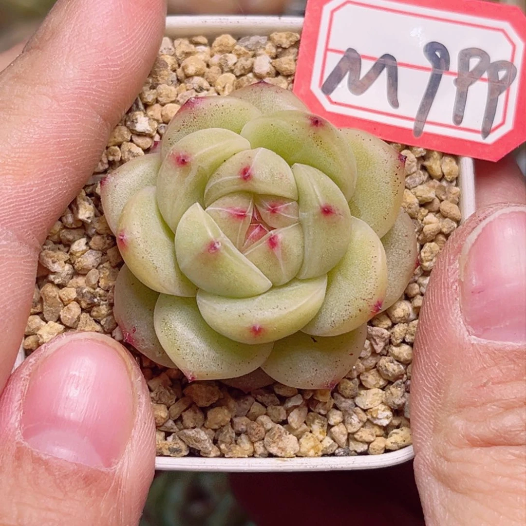 M999一物一拍 梦蝶