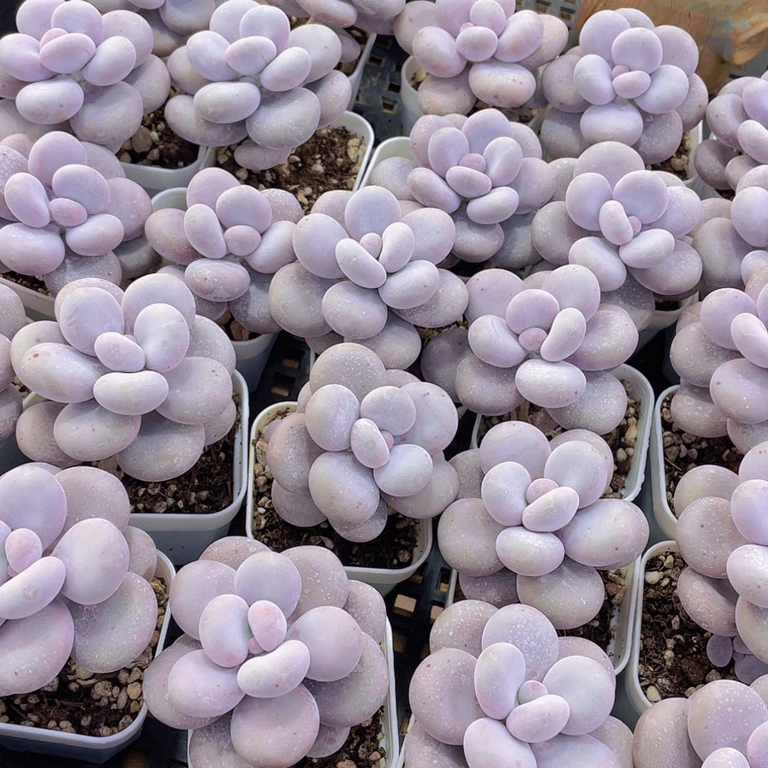 量拍88号 大叶奶水光针原始奶单头一个