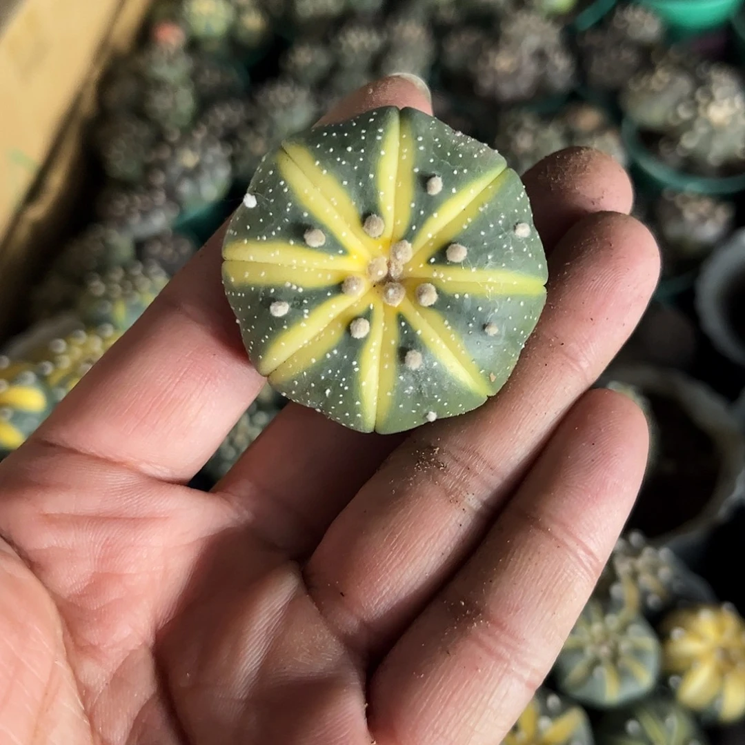 就这个死样子单头发货单头