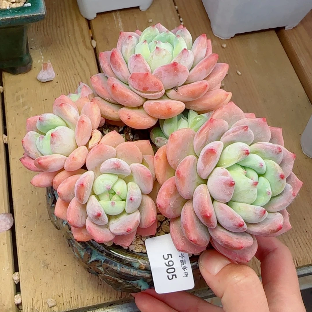 望舒，5905多肉植物