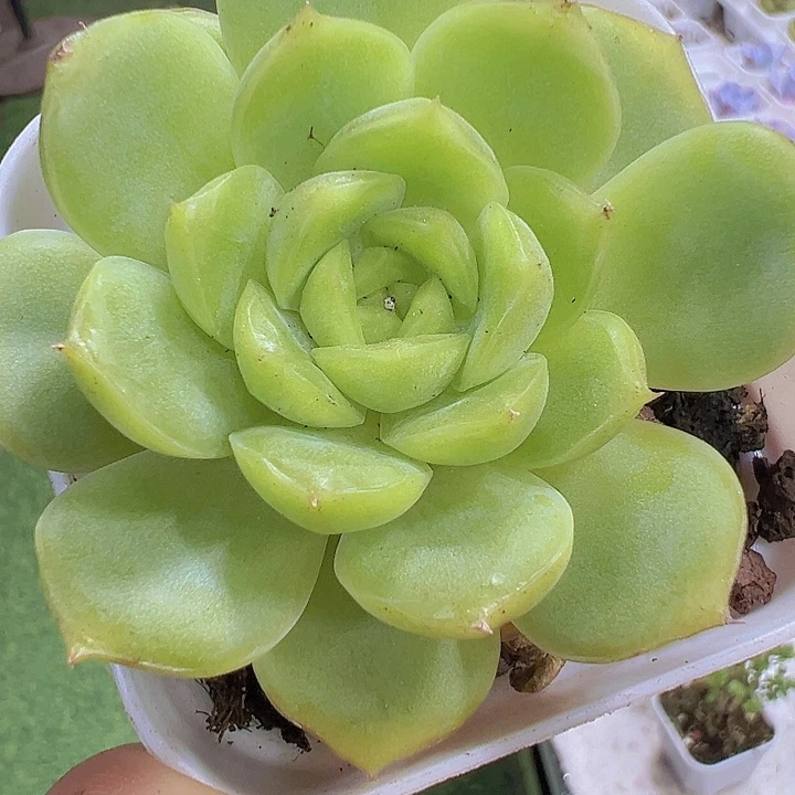 宝宝绿19包邮多肉植物