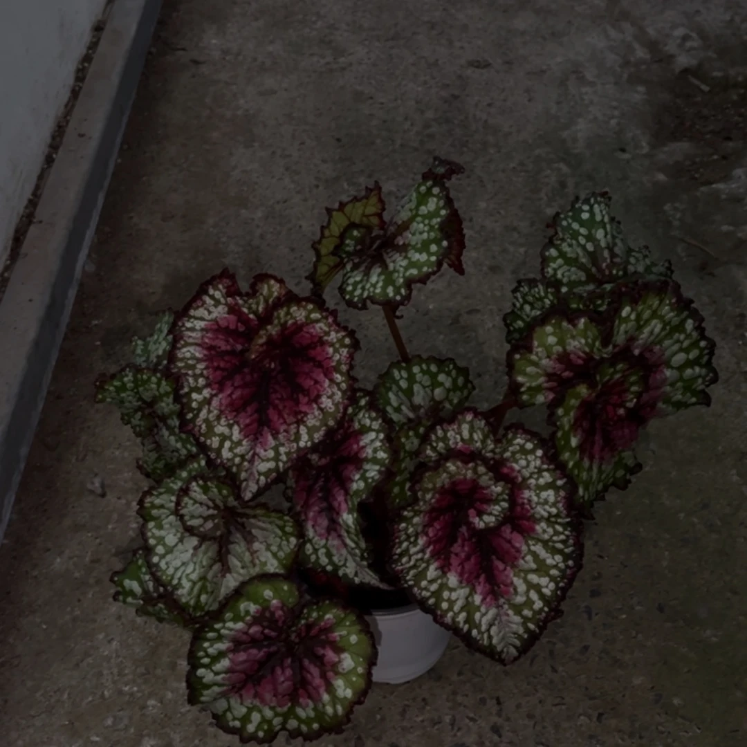 无花朵0765（寄养秋海棠