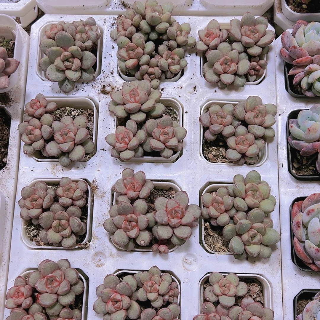 葡萄群19包邮多肉