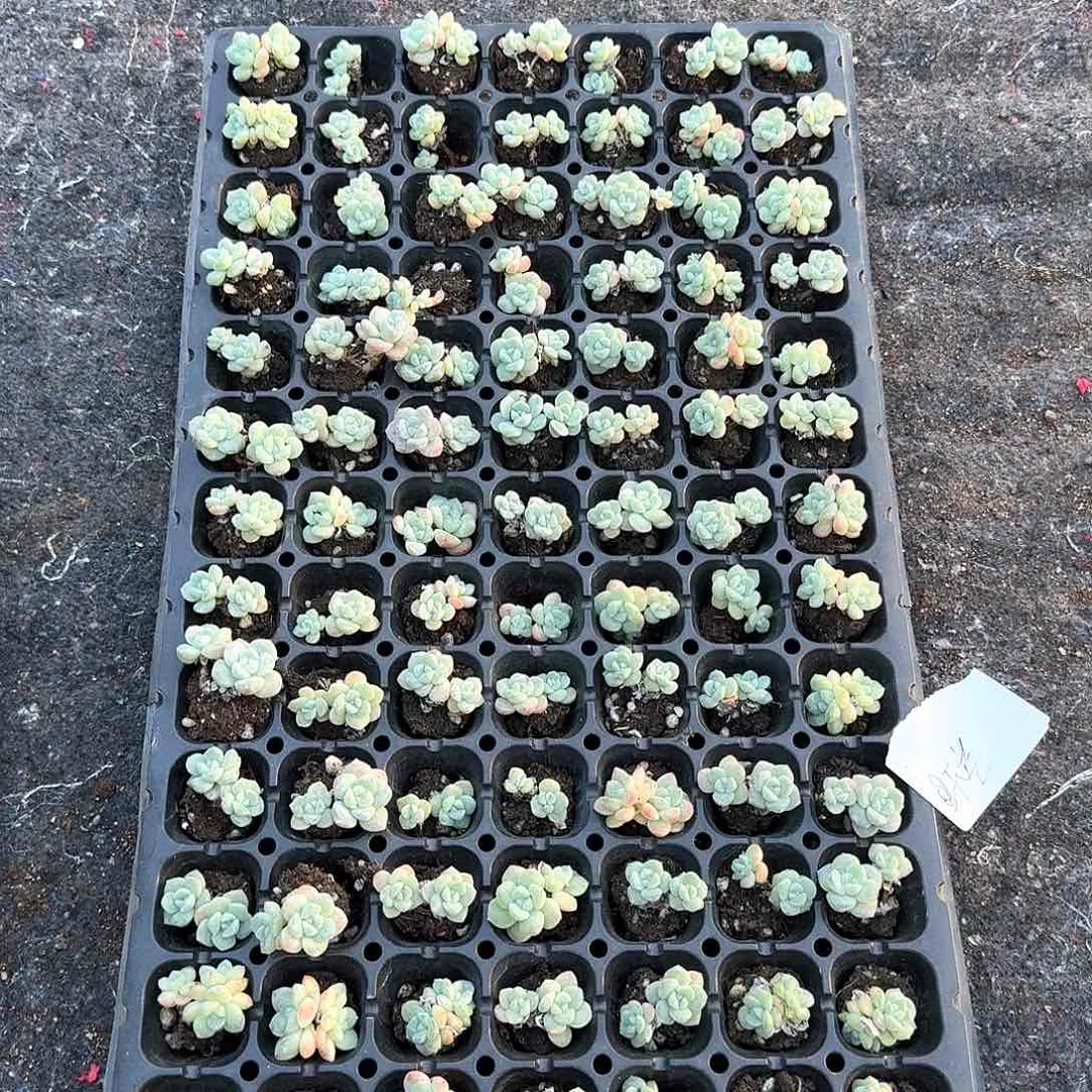 天空一物一拍，双头不保整