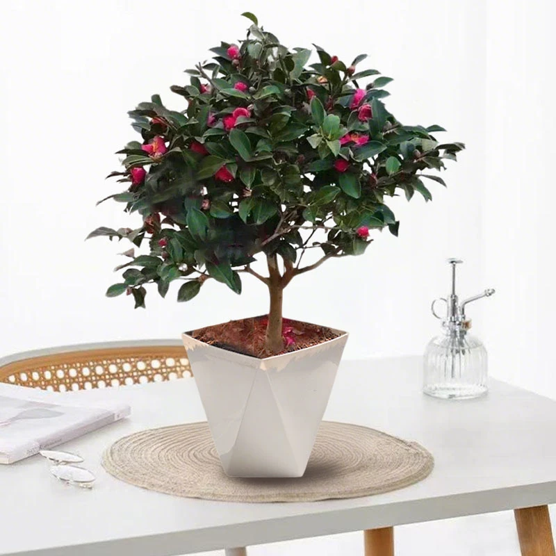 茶梅树苗带花苞四季常青耐寒庭院阳台植物盆栽