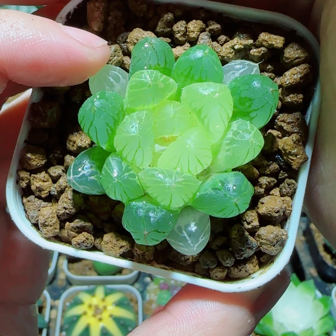 琥珀玉露多肉植物