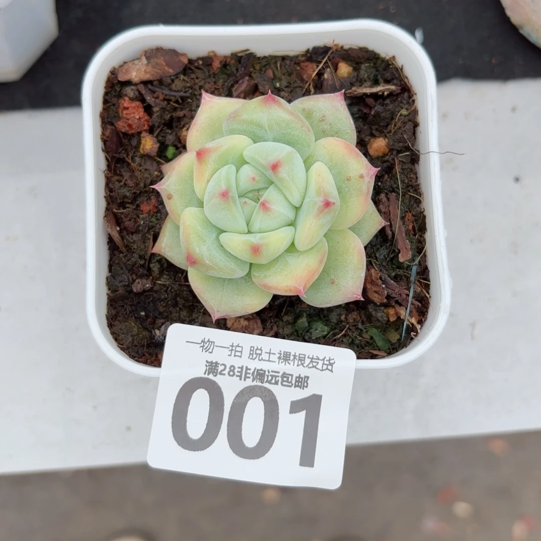 白拉糖多肉无盆土发货