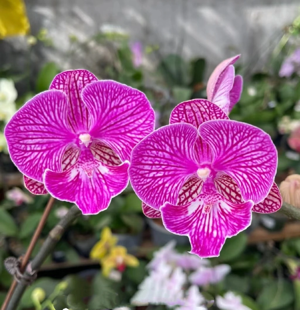 【带花剑】狮子王胡蝶兰花苗带花剑2.8寸杯