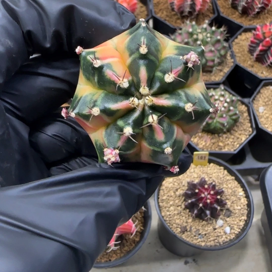 泰系名品侧芽幸运种子4.9cm