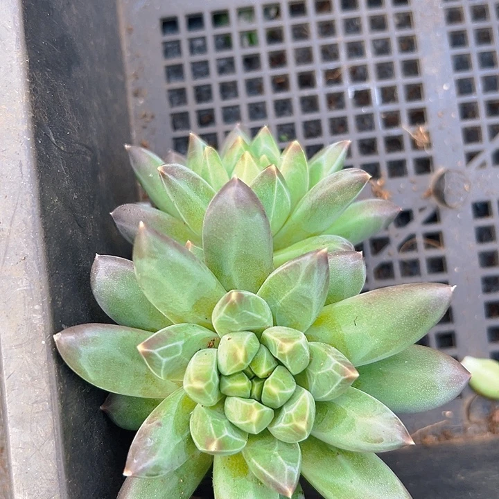 美人美人系列一物一拍多肉一个