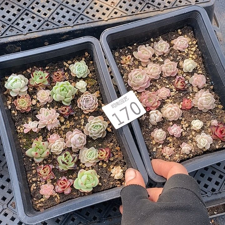 170 多肉植物盆栽花卉植物