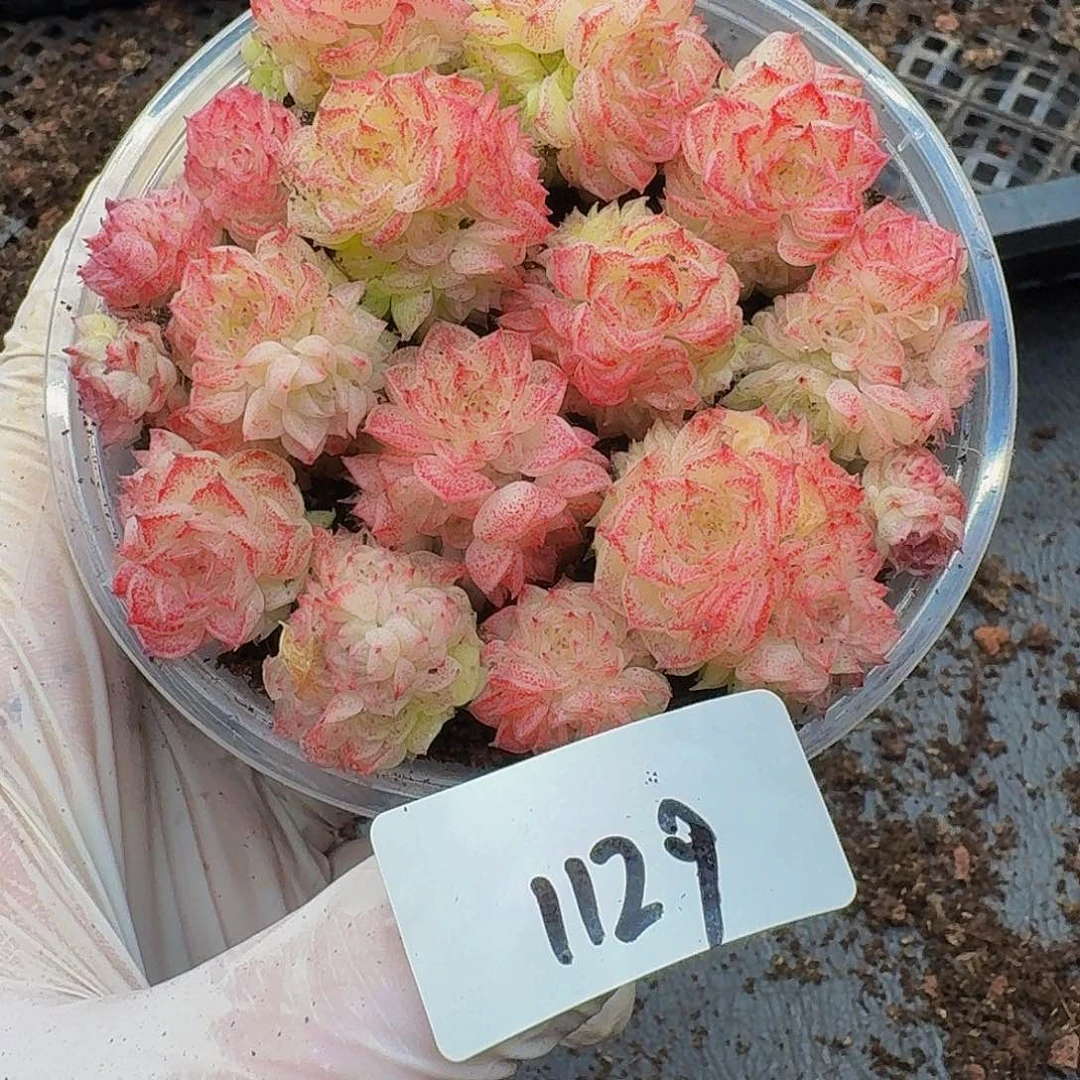 小**嘟多肉植物多肉植物1129