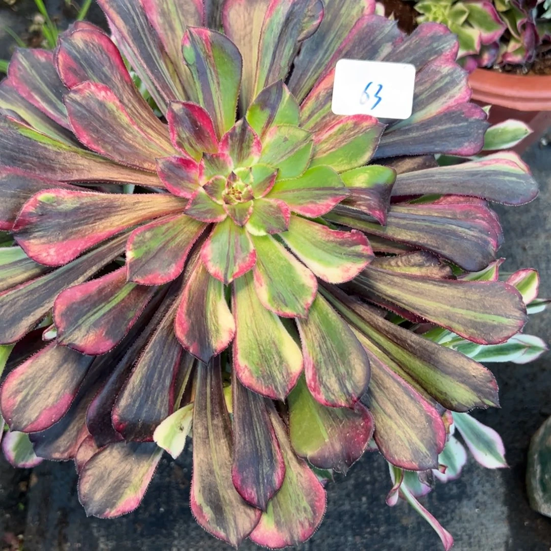 63同花顺多肉椅子