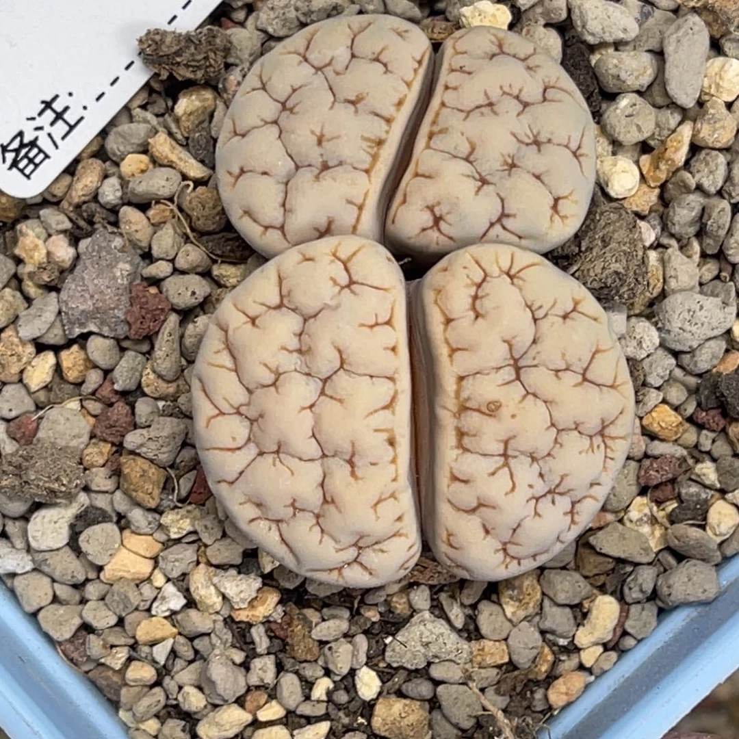 7598双头1891白底金文