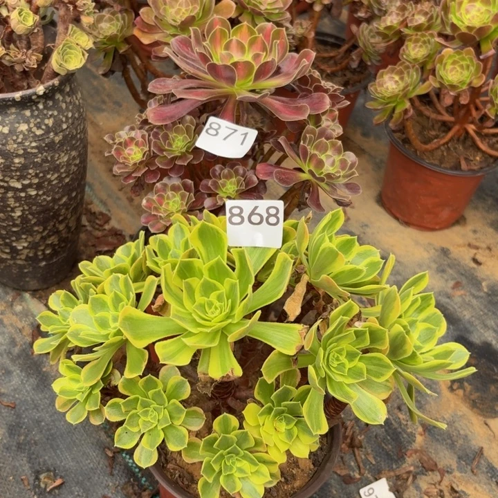 青檬华纳868，871多肉植物不包损