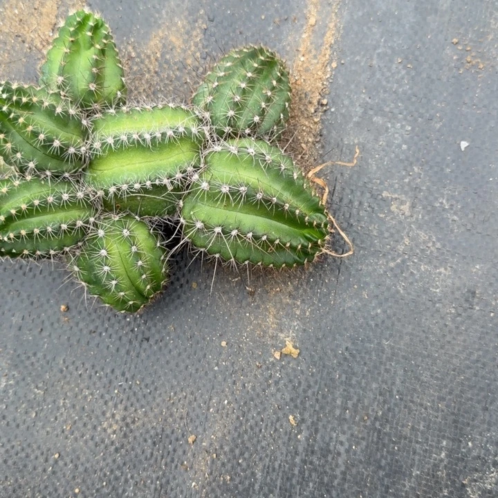 矮胖白檀仙人掌群生151