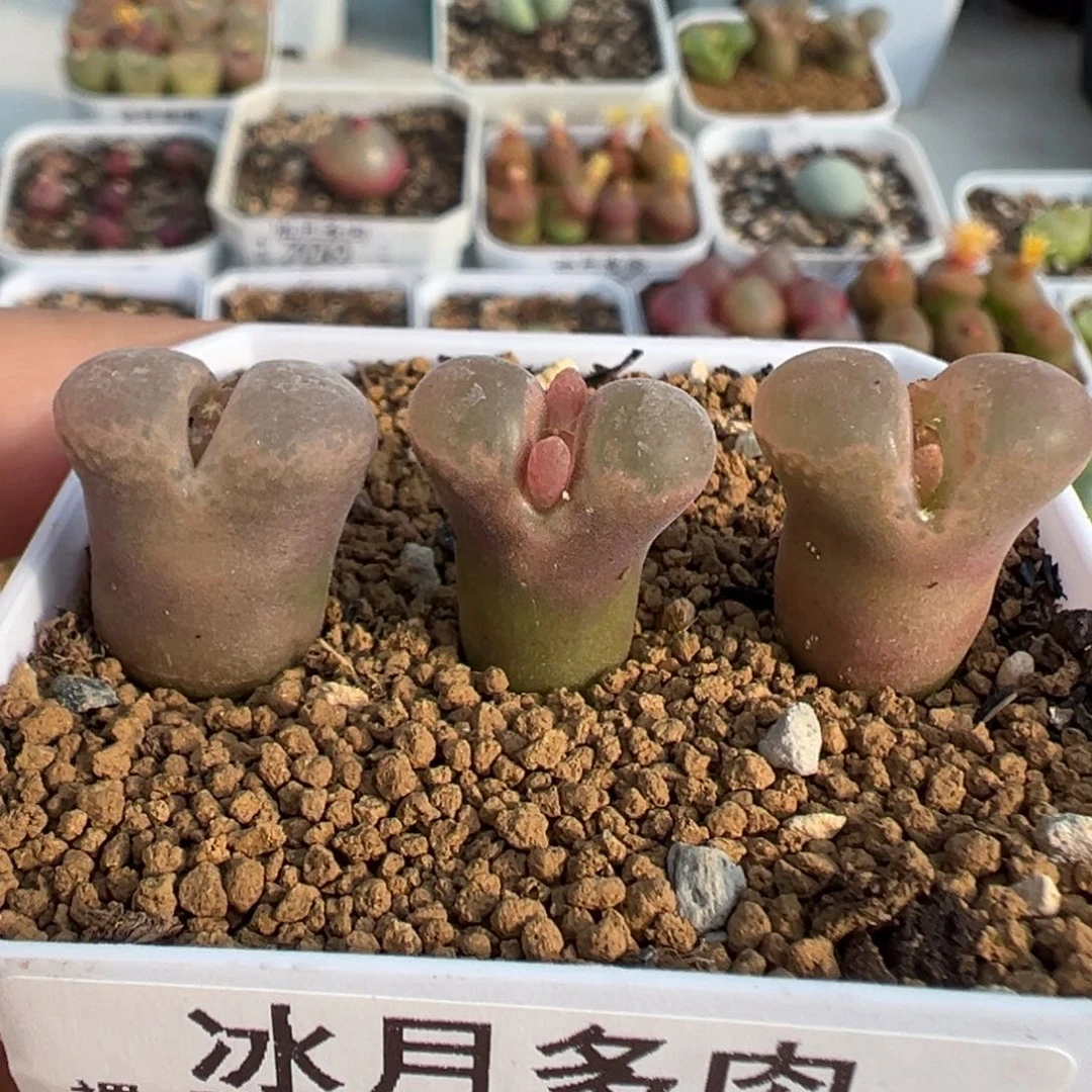 723三颗原株裸根发货