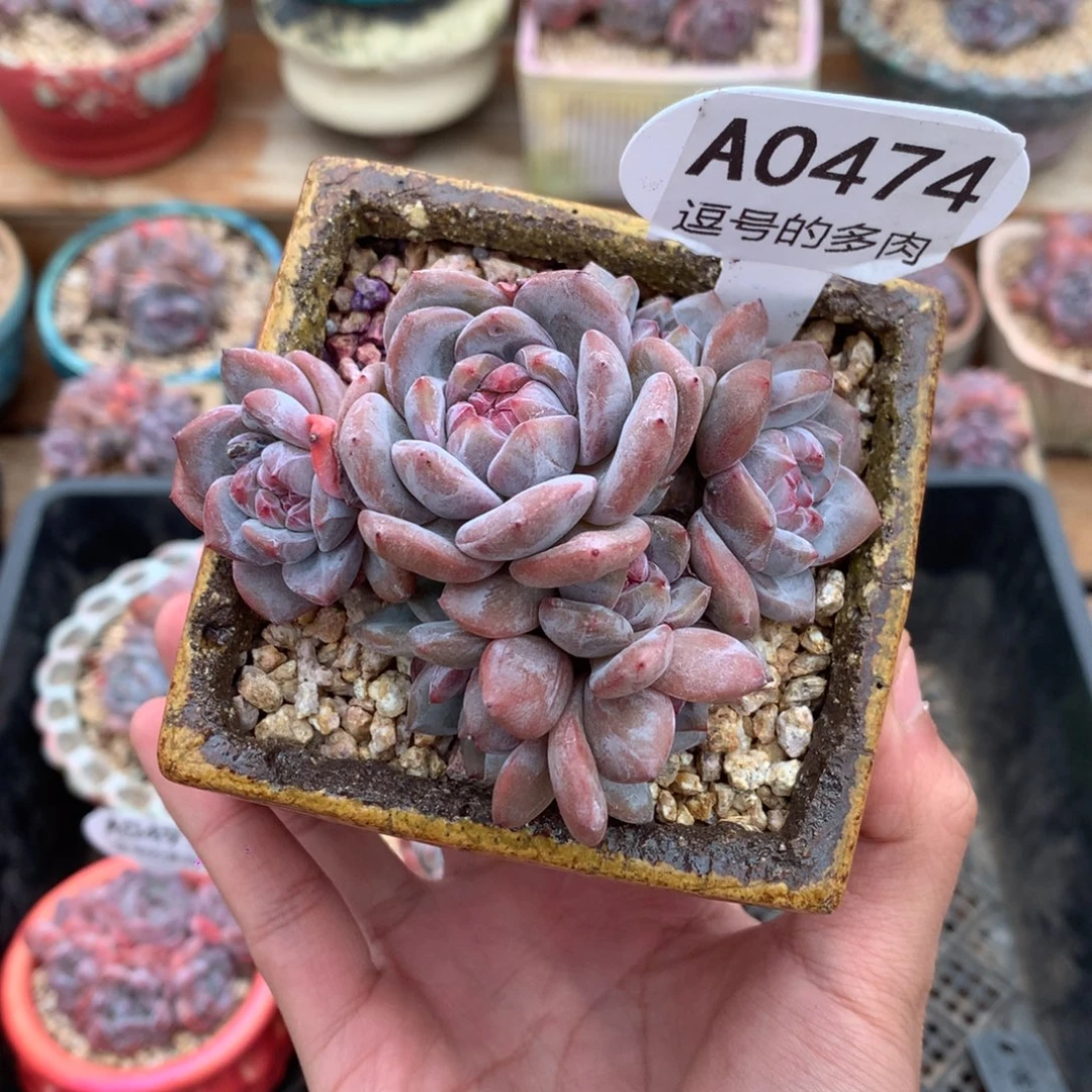 A0474 紫皮星影群8头 有砍 8cm