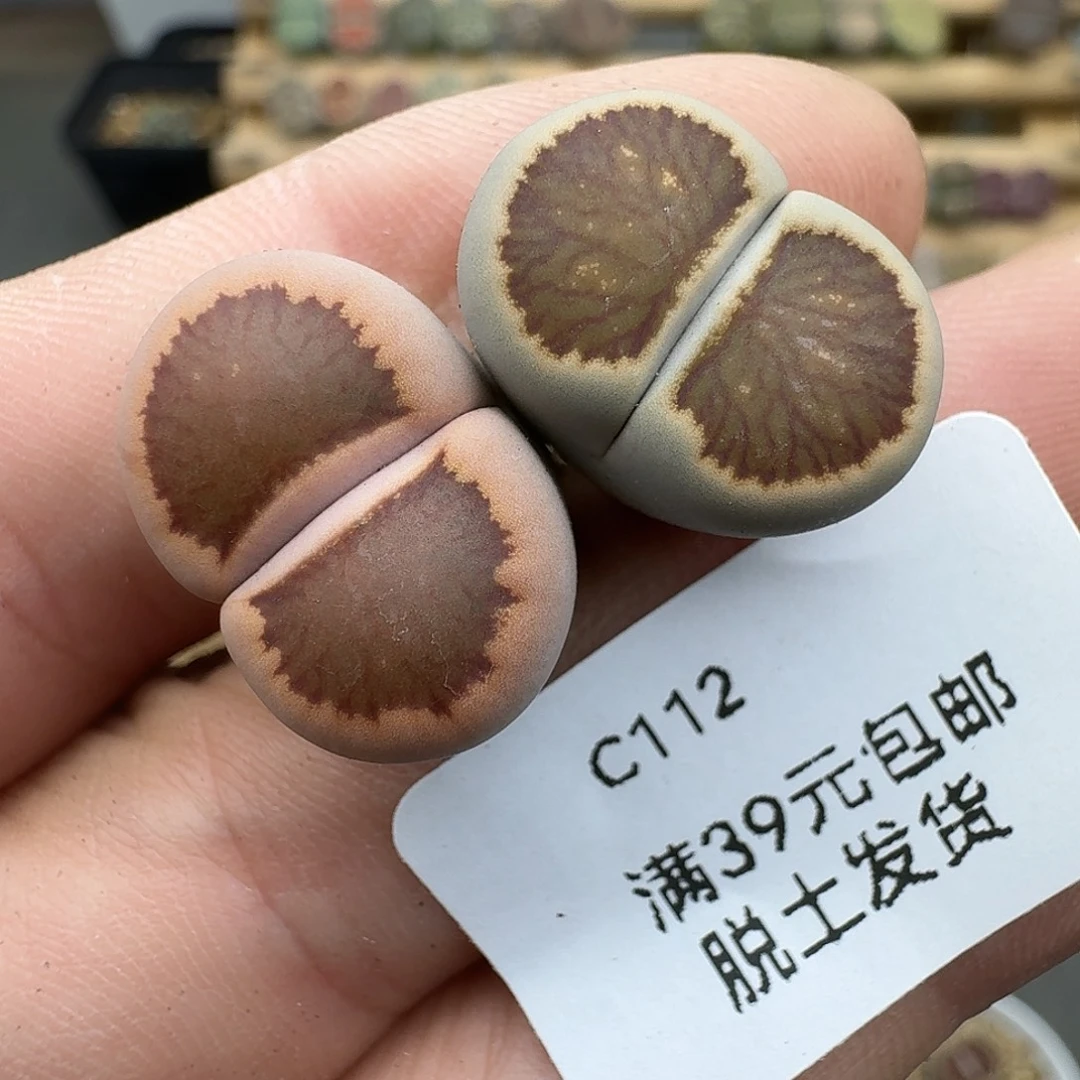 112多肉哈哈哈哈哈哈哈哈哈