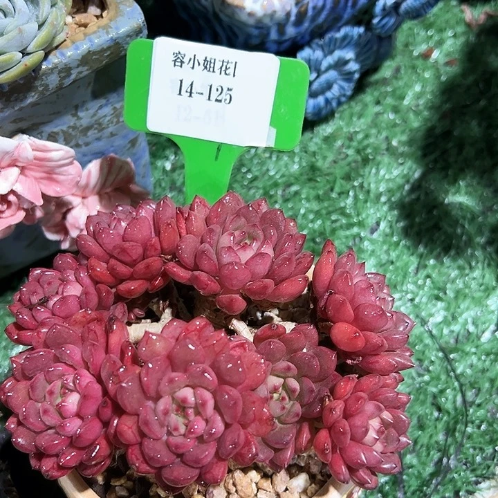 14.125红宝石一个脱土