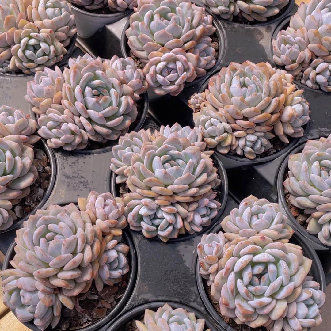 701号 韩版橙梦露母本大群生一个