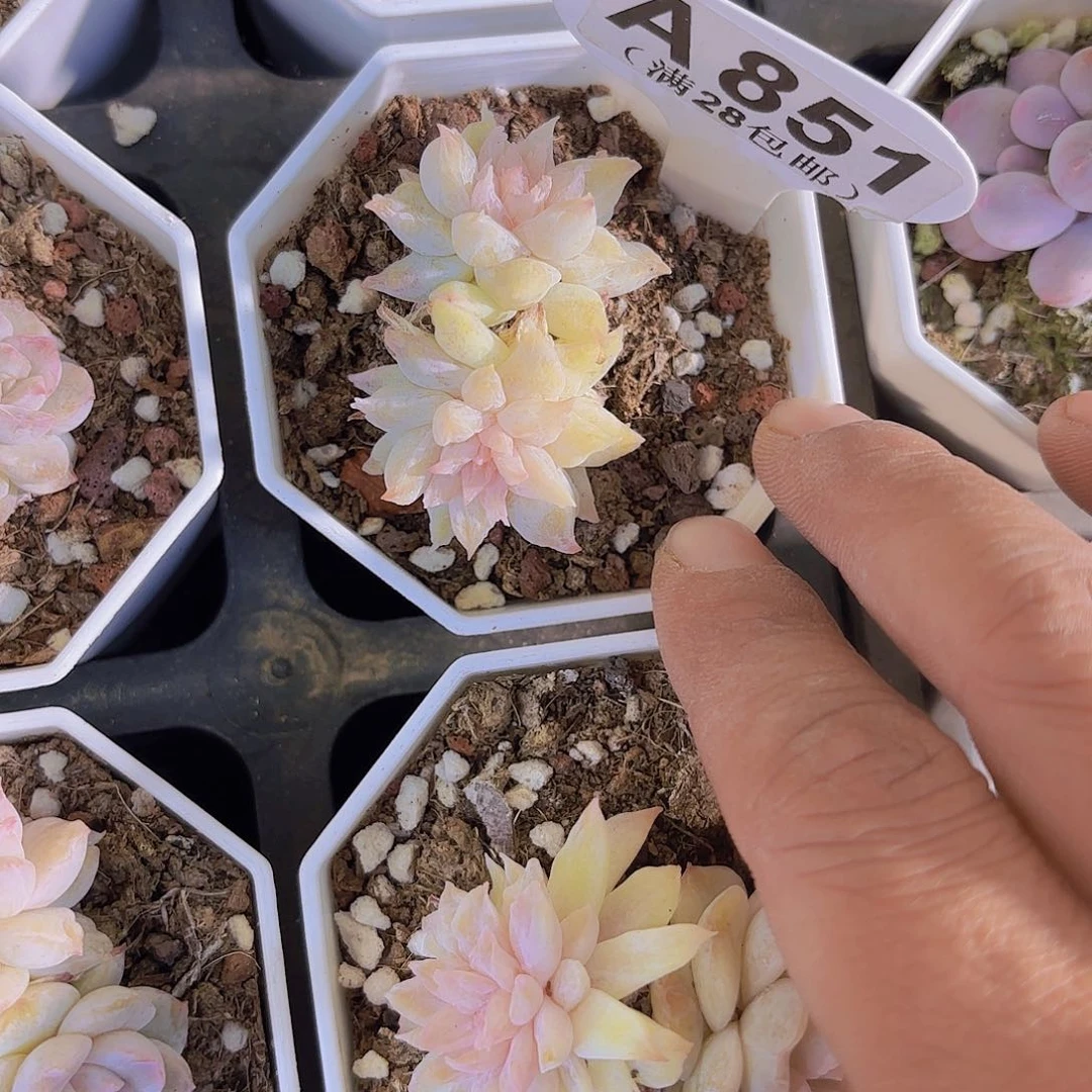 A851水晶裙摆一物一拍