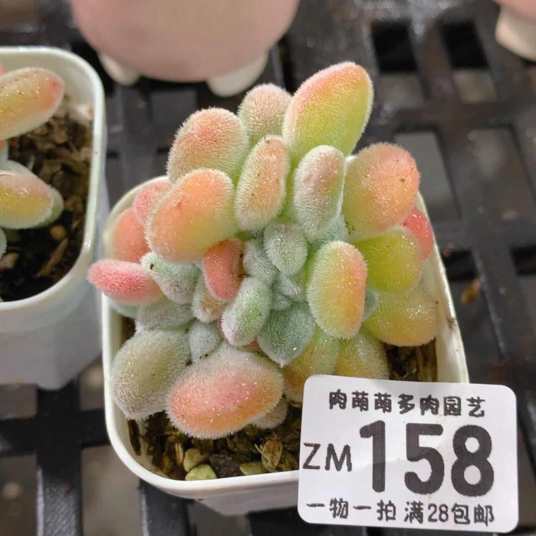 肉萌萌拇指盆精控多肉ZM158