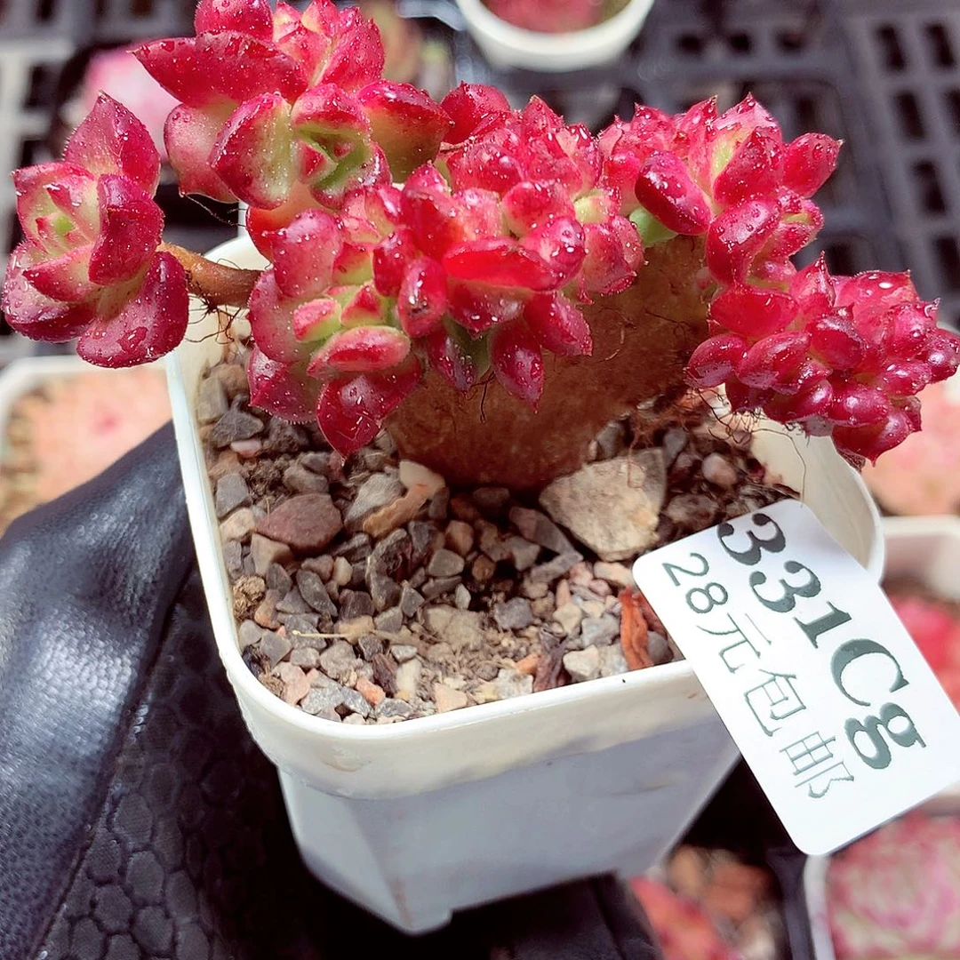 5厘米盆精控多肉331