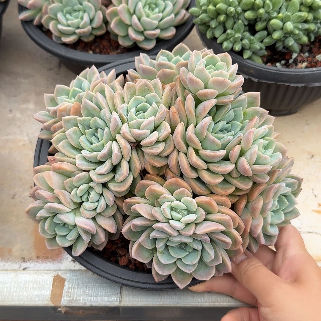 粉冰玉整无砍老桩多肉