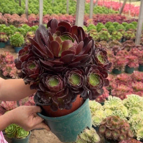 万黑公主一颗包邮福利