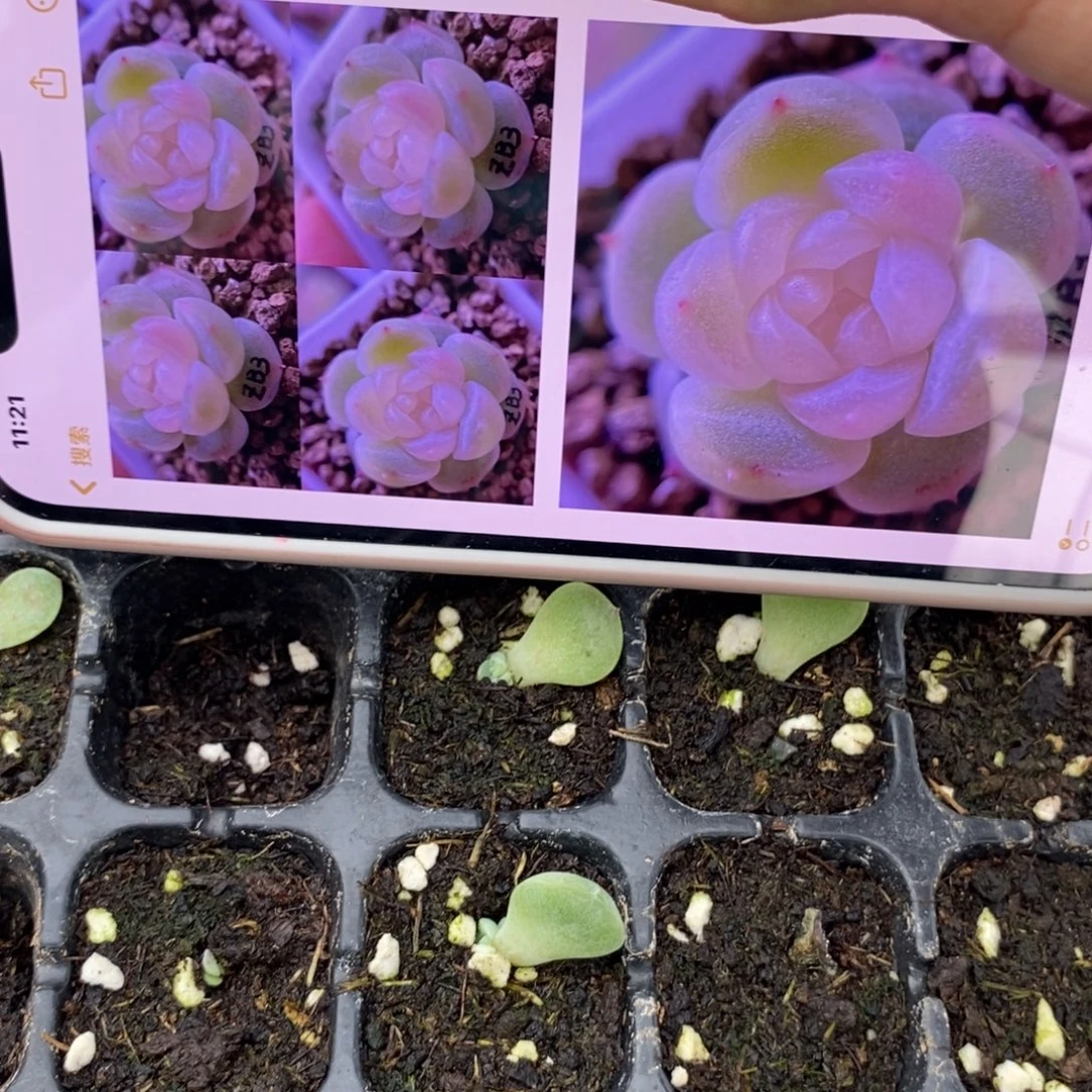 清洛叶片带芽一个