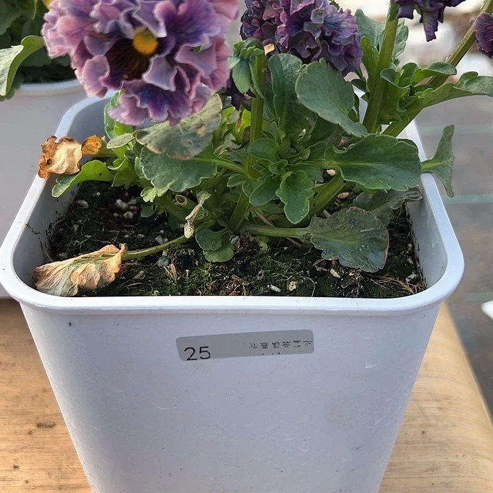 水晶抖音直播闪拍25