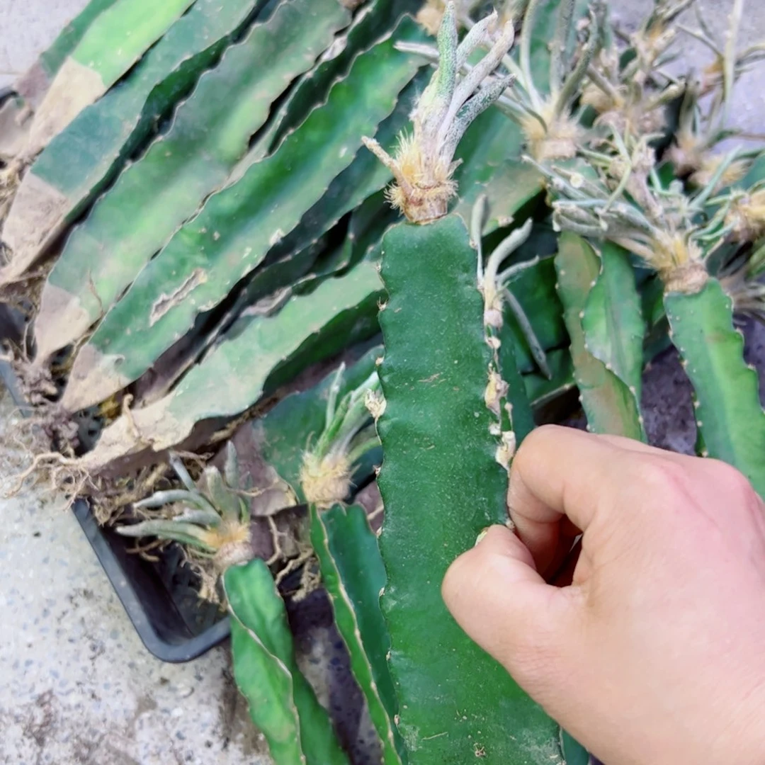 下63苗粘美杜莎歪伤瘦软掉枝条无售后无根