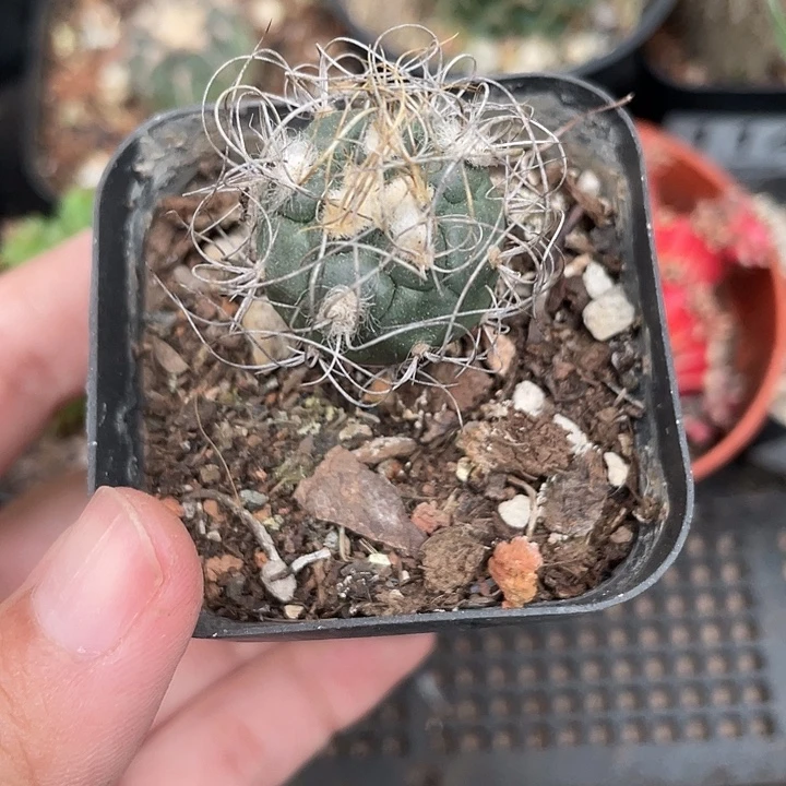 120长城丸娇丽属植物