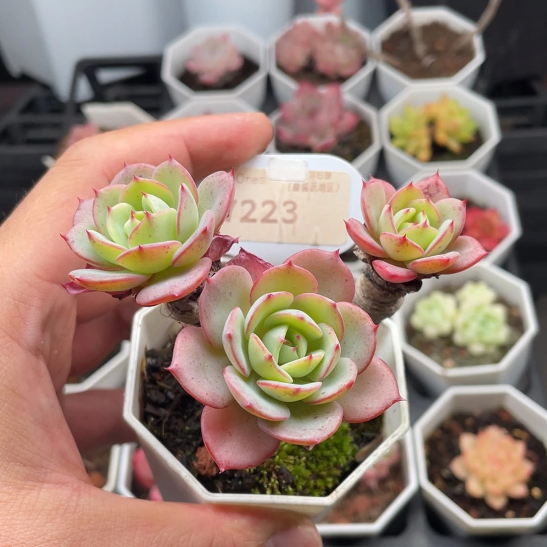 奶油黄桃7223-9厘米